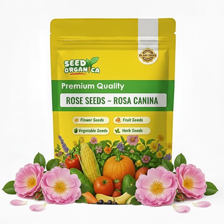 Rose Seeds – Rosa Canina