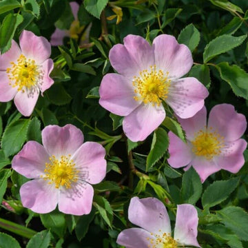 Rose Seeds – Rosa Canina