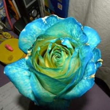 Rose Seeds – Sky Blue and Green