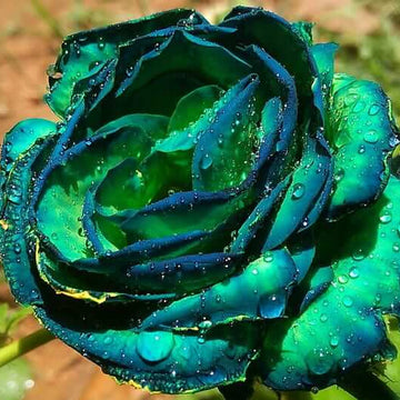 Rose Seeds – Sky Blue and Green
