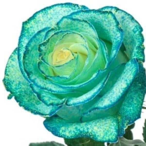Rose Seeds – Sky Blue and Green
