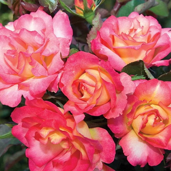 Rose Seeds – Sorbet Floribunda