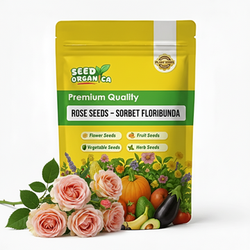 Rose Seeds – Sorbet Floribunda