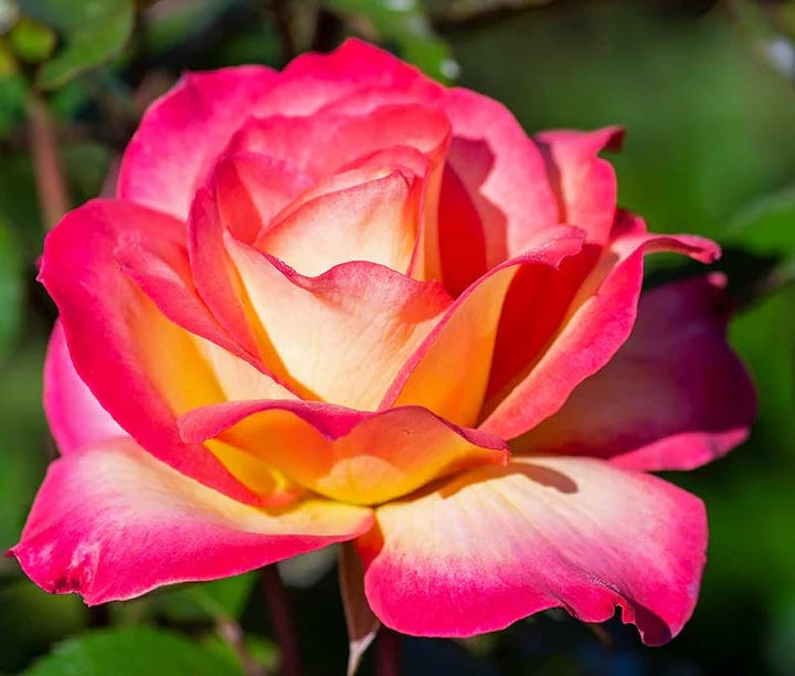Rose Seeds – Sorbet Floribunda