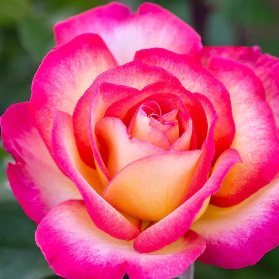 Rose Seeds – Sorbet Floribunda