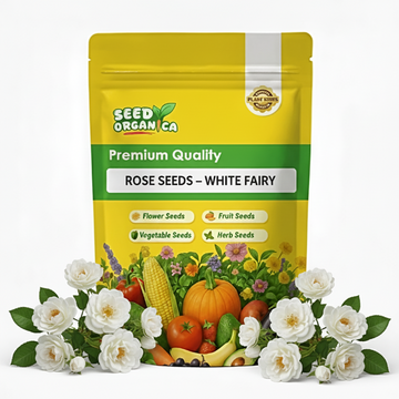 Rose Seeds – White Fairy