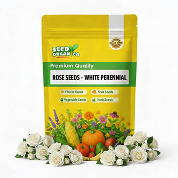 Rose Seeds – White Perennial