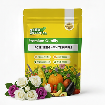 Rose Seeds – White Purple