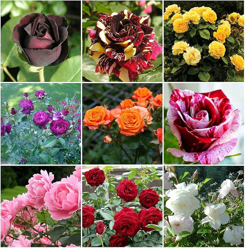 Rose Seeds – Wildflower Mix