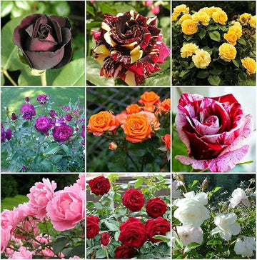 Rose Seeds – Wildflower Mix