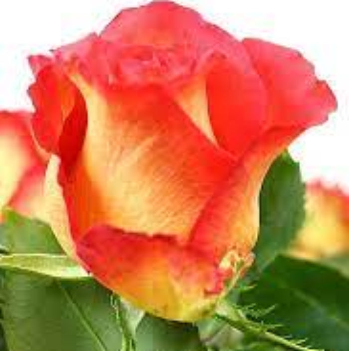 Rose Seeds – Yellow and Light Red