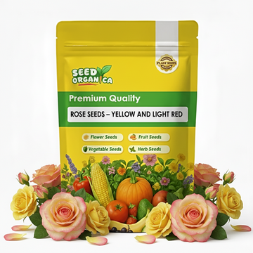 Rose Seeds – Yellow and Light Red