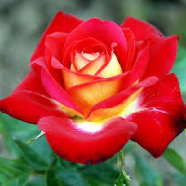 Rose Seeds – Yellow and Light Red