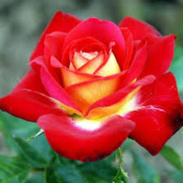 Rose Seeds – Yellow and Light Red