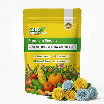 Rose Seeds – Yellow and Sky Blue