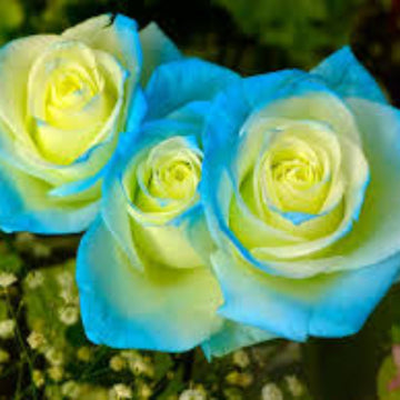 Rose Seeds – Yellow and Sky Blue
