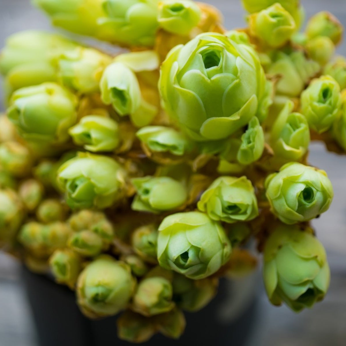 Rose Succulent Greenovia Seeds 