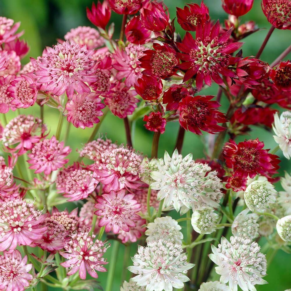 Rose Symphony Astrantia Major Seeds 