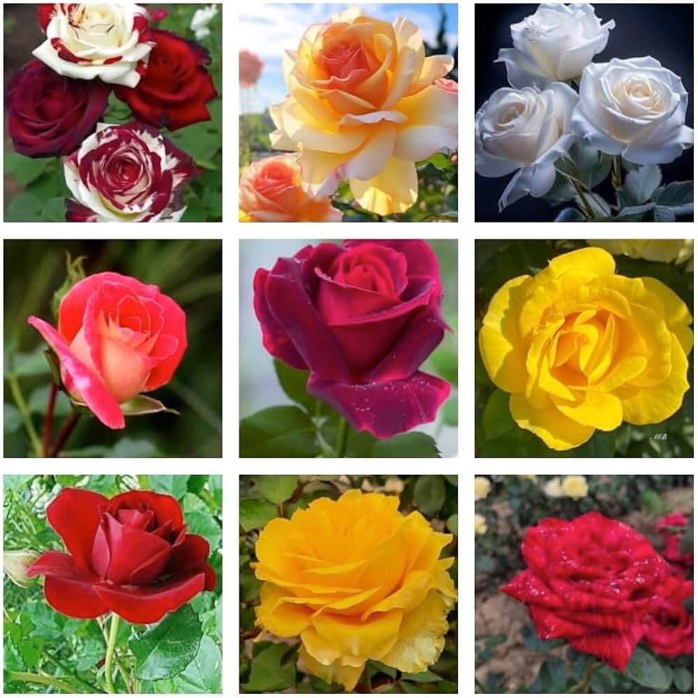 Rose  Seeds  – Wildflower Mix