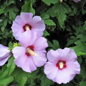 Rose of Sharon Hibiscus Syriacus Seeds - Flower Plant