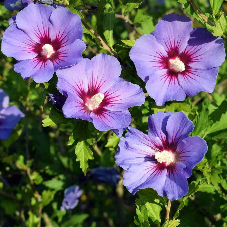 Rose of Sharon Hibiscus Syriacus Seeds - Flower Plant