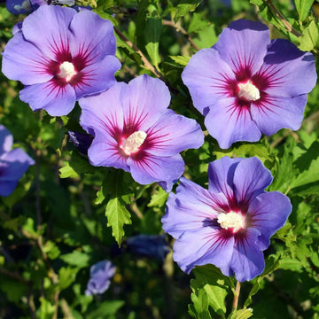 Rose of Sharon Hibiscus Syriacus Seeds - Flower Plant