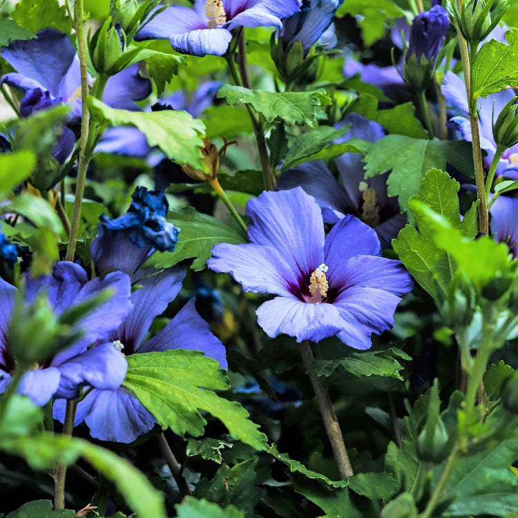 Rose of Sharon Hibiscus Syriacus Seeds - Flower Plant