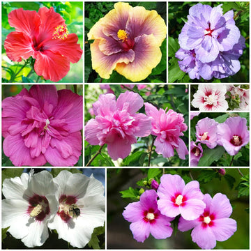 Rose of Sharon Seeds - All In One For Home Gardens