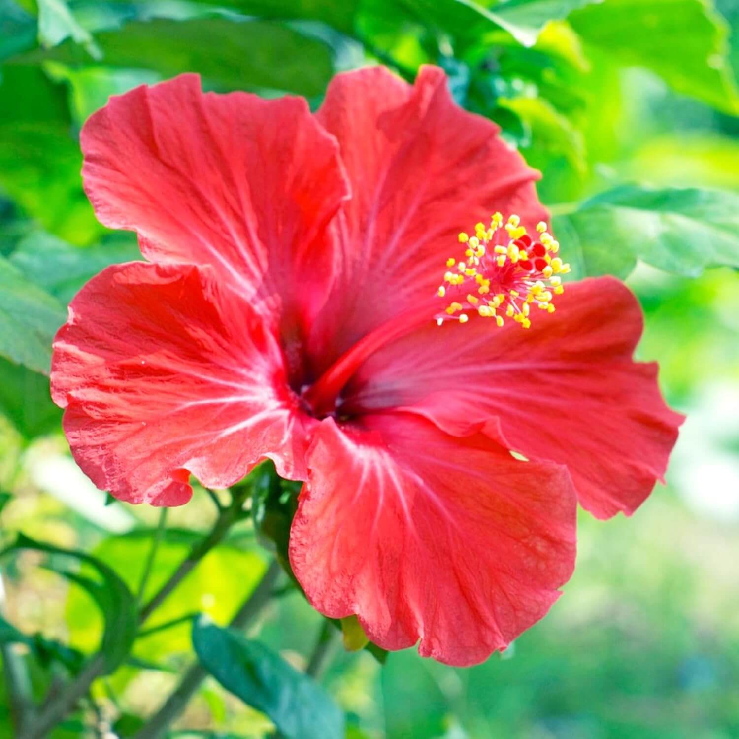 Rose of Sharon Seeds - All In One For Home Gardens