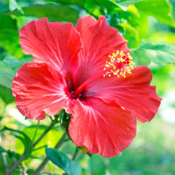 Rose of Sharon Seeds - All In One For Home Gardens