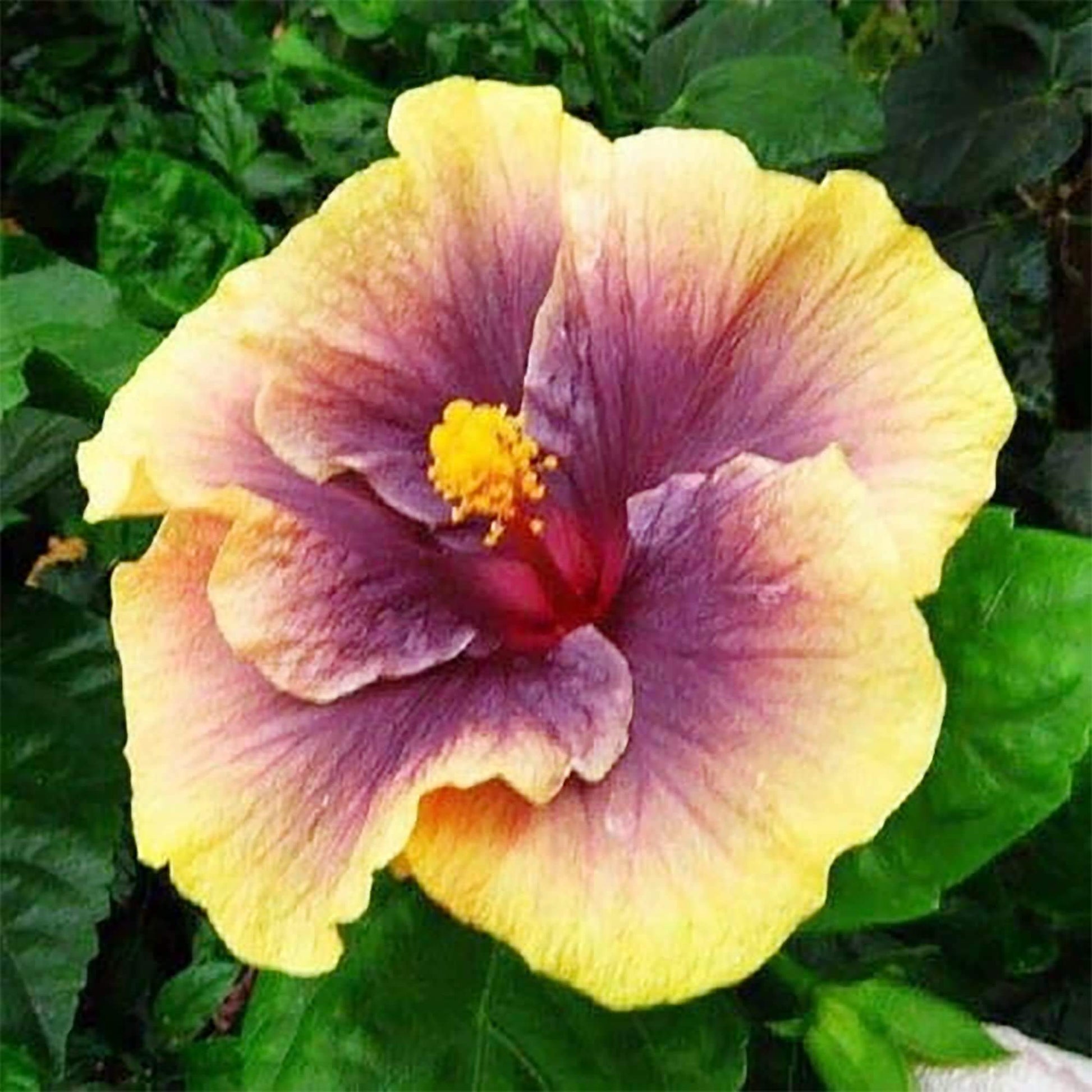 Rose of Sharon Seeds - All In One For Home Gardens
