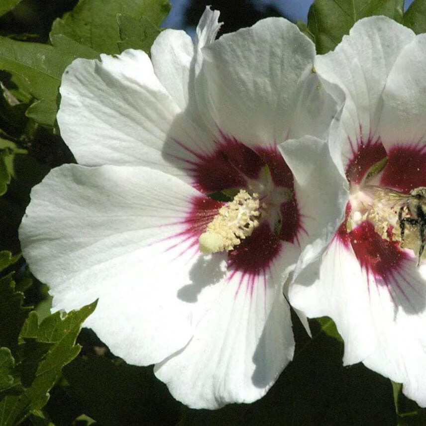 Rose of Sharon Seeds - All In One For Home Gardens