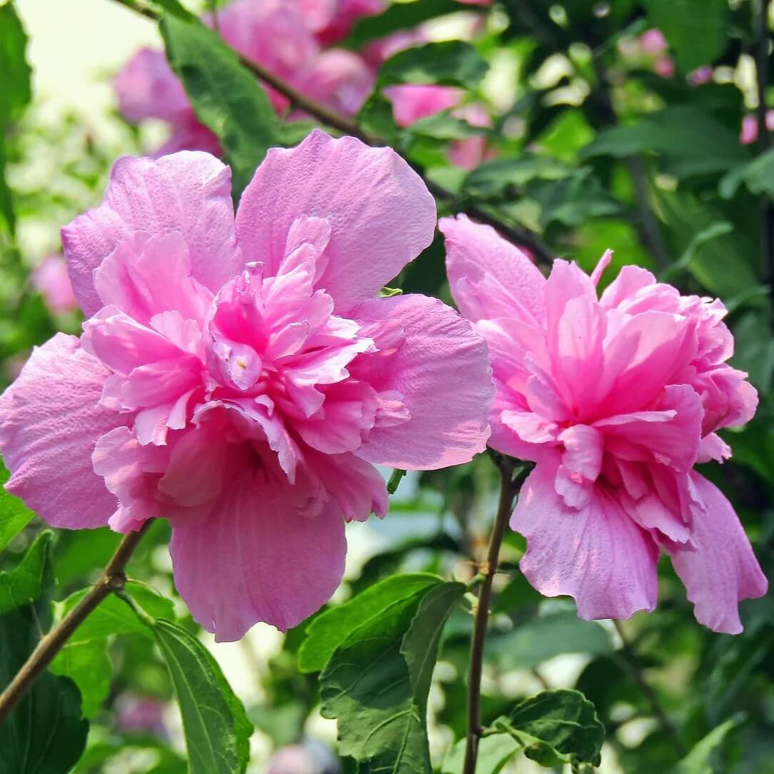 Rose of Sharon Seeds - All In One For Home Gardens