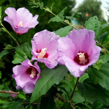 Rose of Sharon Seeds - Flower Plant