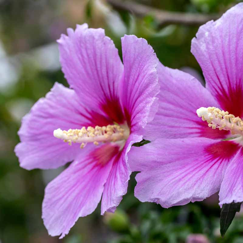 Rose of Sharon Seeds - Flower Plant