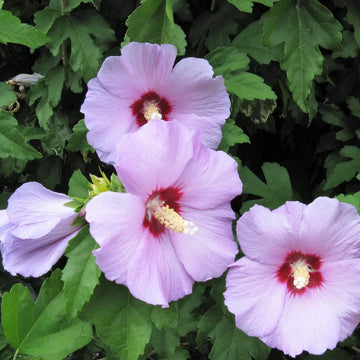 Rose of Sharon Seeds - Flower Plant