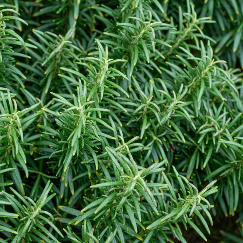 Rosemary Seeds – Dark Green