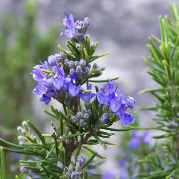 Rosemary Seeds – Lavender