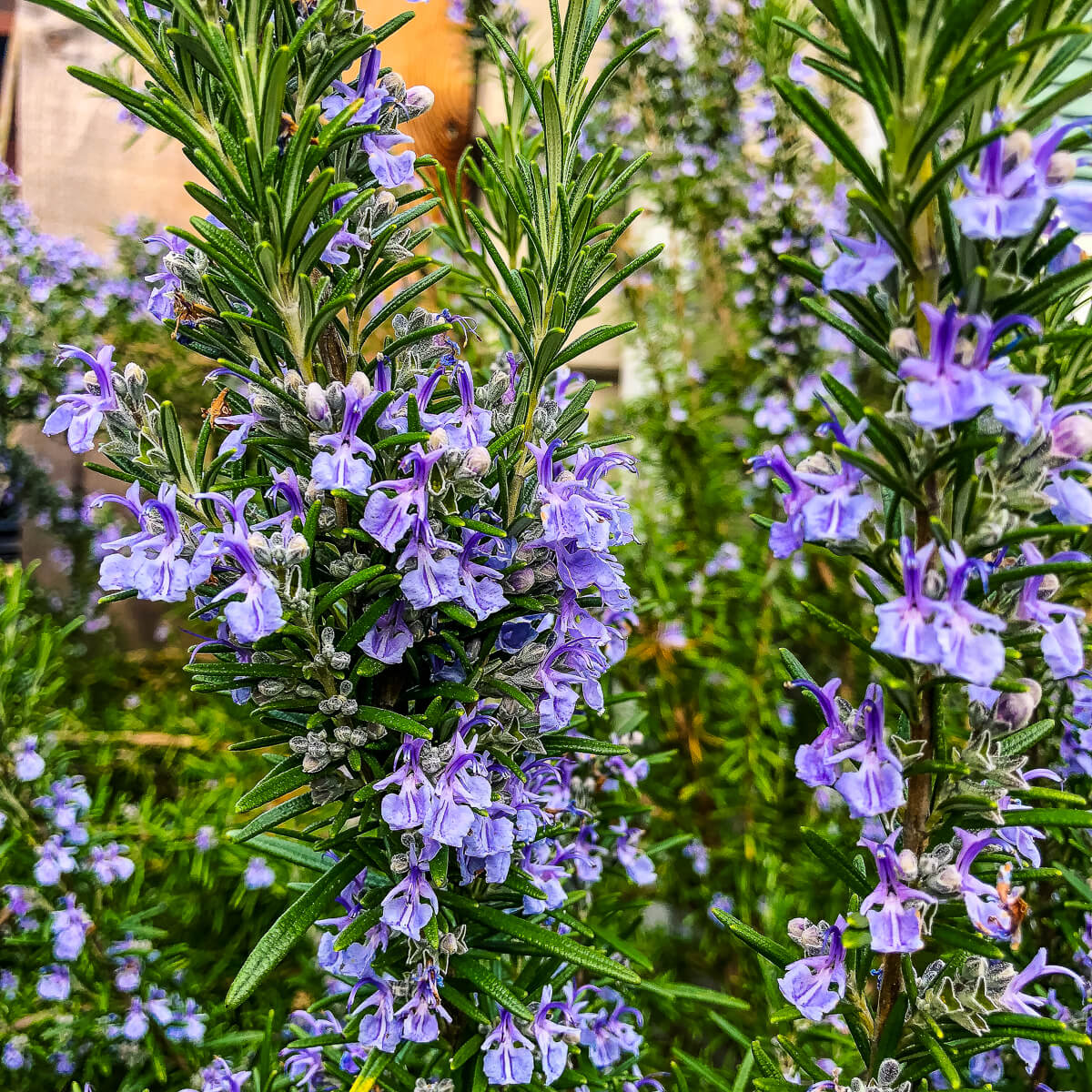 Rosemary Seeds – Lavender