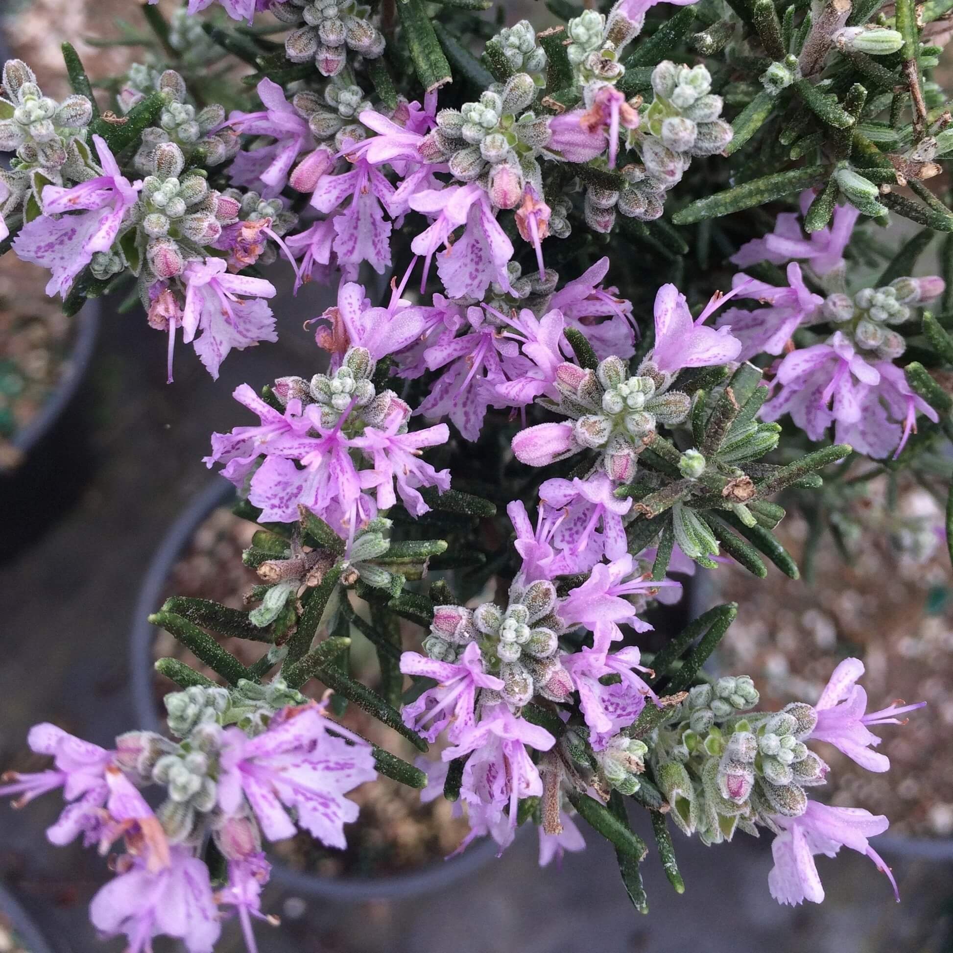 Rosemary Seeds – Pink