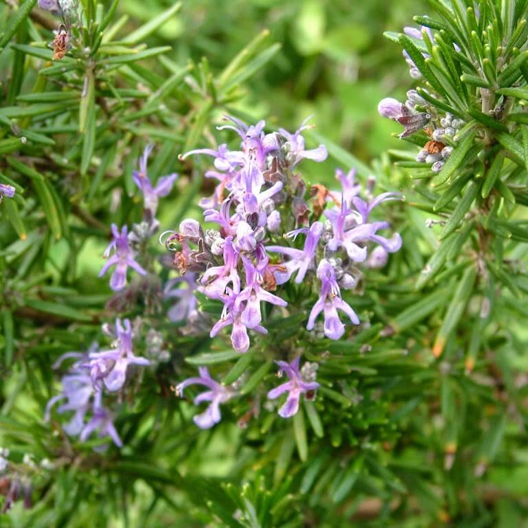 Rosemary Seeds – Pink