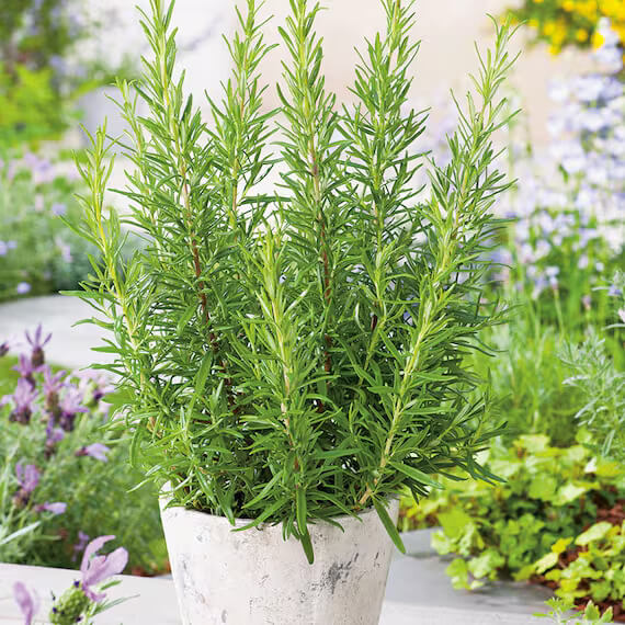Rosemary Seeds – Rosmarinus officinalis