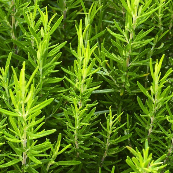 Rosemary Seeds – Rosmarinus officinalis
