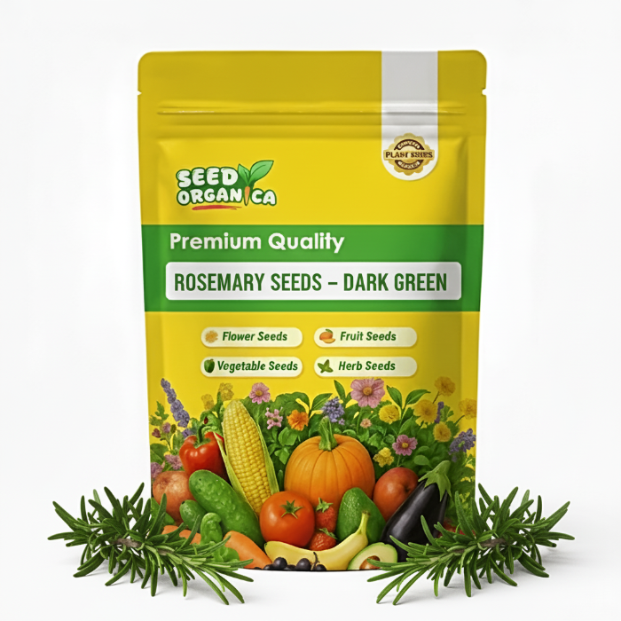 Rosemary Seeds – Dark Green