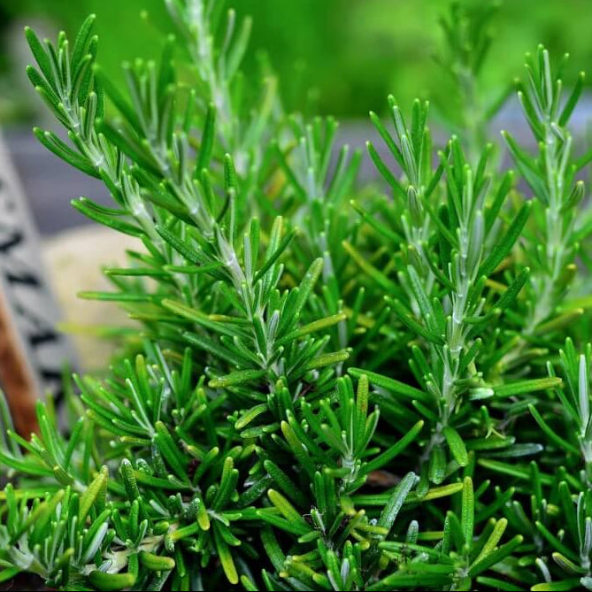 Rosemary Seeds – Dark Green