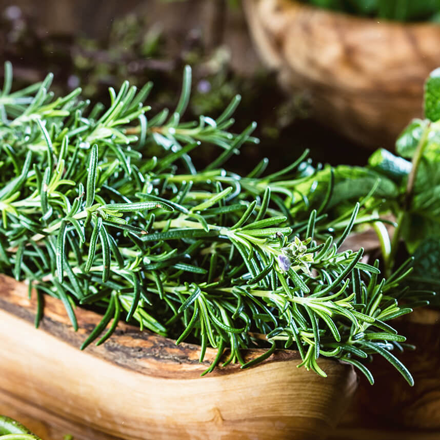 Rosemary Seeds – Dark Green