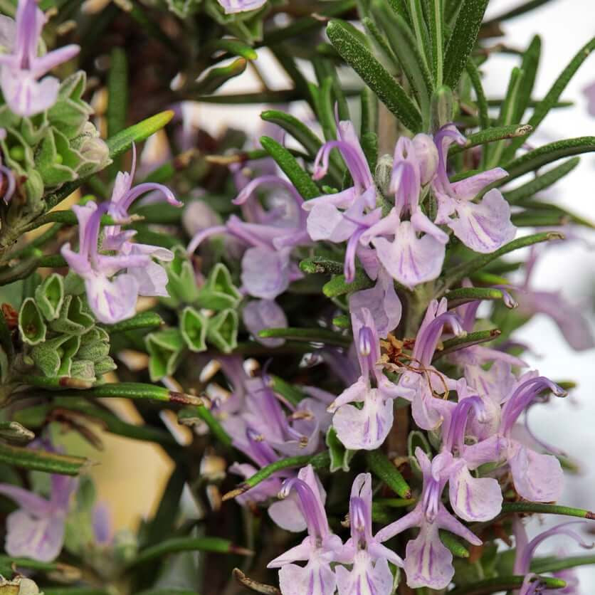 Rosemary Seeds – Pink