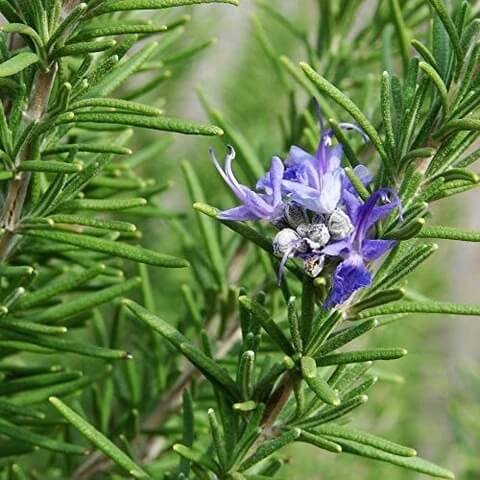 Rosemary Seeds – Rosmarinus officinalis