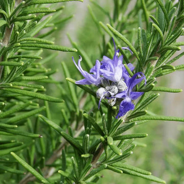 Rosemary Seeds – Violet