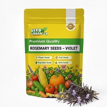 Rosemary Seeds – Violet